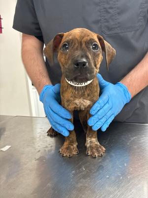 Hamilton, Boxer, puppy, available for adoption