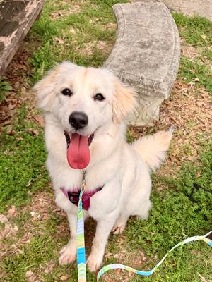 Snow, Great Pyrenees, puppy, available for adoption