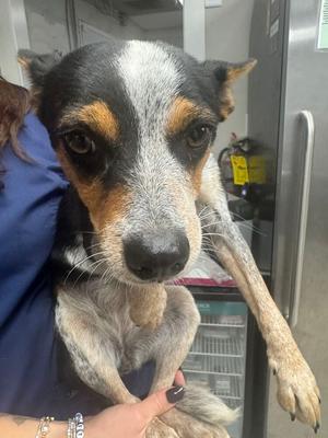 Branch, Blue Heeler, young, available for adoption