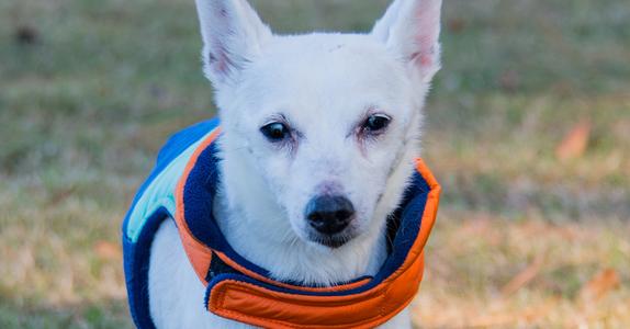 Braun, Jack Russell Terrier, adult, available for adoption
