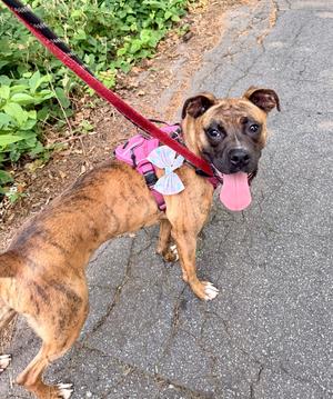 Tiny Mae, Boxer, young, available for adoption