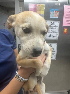 Twig, Fox Terrier (Toy), puppy, available for adoption