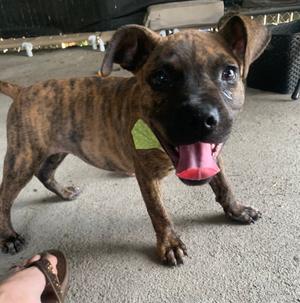 Danica, Boxer, puppy, available for adoption