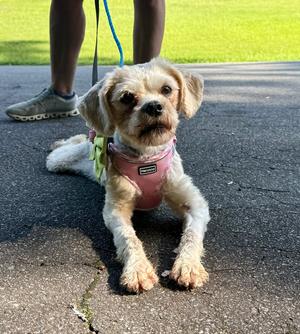 Grace, Shih Tzu, young, available for adoption