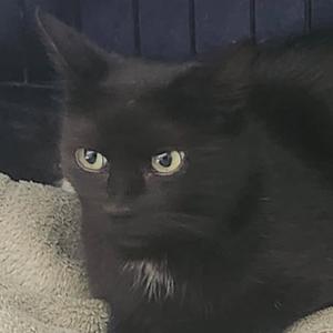 A black cat with yellow eyes sitting on a gray blanket.