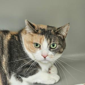 A calico cat with green eyes and white paws, lying down and looking directly at the camera.