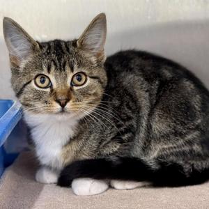 Chiquita, kitten, available for adoption