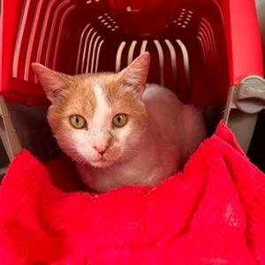 Charles, adult, available for adoption