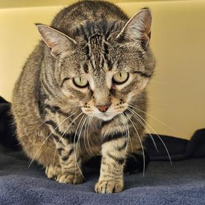 Daisy, adult, available for adoption