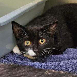 A black cat with a white patch on its face and bright yellow eyes is lying on a blue towel. The cat is resting in a plastic container, possibly a litter box, with its head turned towards the camera.
