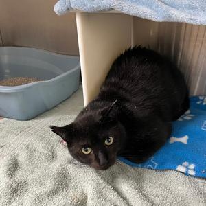 Charcoal, adult, available for adoption