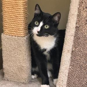 Abbot, adult, available for adoption