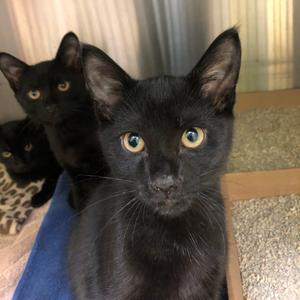 Athos, kitten, available for adoption