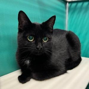Ebony, adult, available for adoption