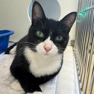Bruce, adult, available for adoption