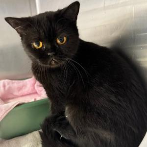 Foxy, adult, available for adoption