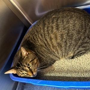 Julian, adult, available for adoption