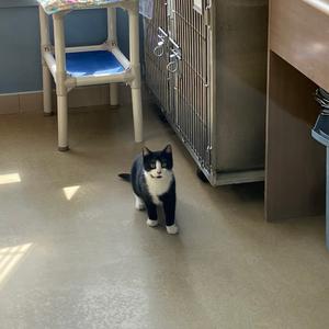 A black and white cat stands on a light-colored floor, looking towards the camera. Behind it is a metal cage and a white structure with blue padding.