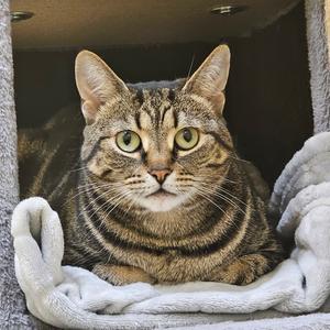 Jane, adult, available for adoption