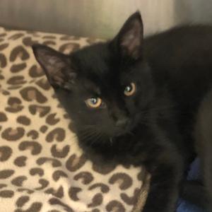Aramis, kitten, available for adoption