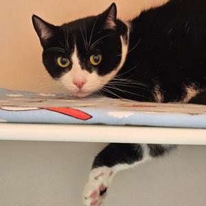 Dean, adult, available for adoption