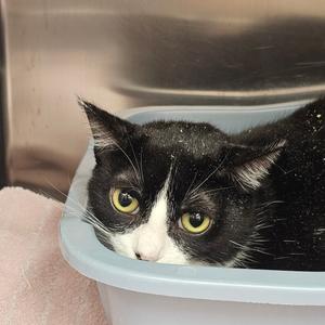 Georgina, adult, available for adoption