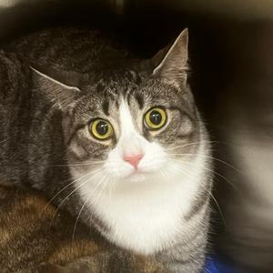Laura, adult, available for adoption
