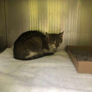 Meeka, adult, available for adoption