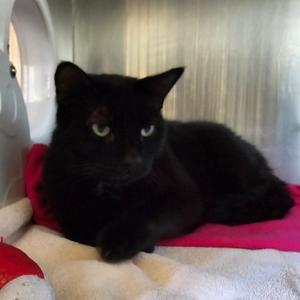 Gavin, senior, available for adoption