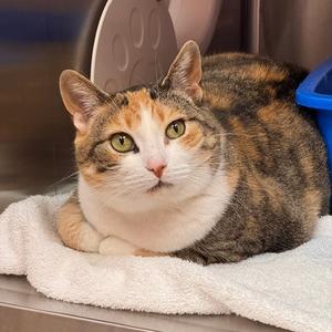 Lisa, adult, available for adoption