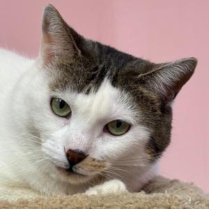 Alexa, adult, available for adoption