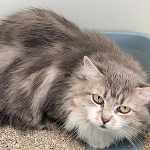 A fluffy gray cat with green eyes lying on a blue surface.
