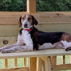 Sawyer, Coonhound, adult, available for adoption
