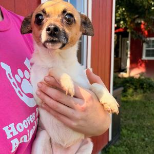 Dorothy (Bonded with Donna), Chihuahua, adult, available for adoption