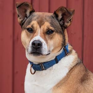 A brown and white dog wearing a blue collar, standing in front of a red wooden wall.