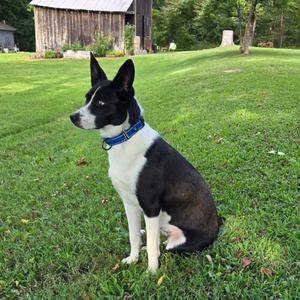 Rex, Collie, Border, adult, available for adoption
