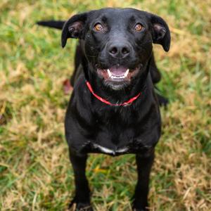 Baby Girl, Terrier, Pit Bull, adult, available for adoption