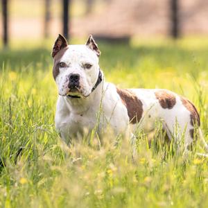 Chewy, Terrier, Pit Bull, adult, available for adoption