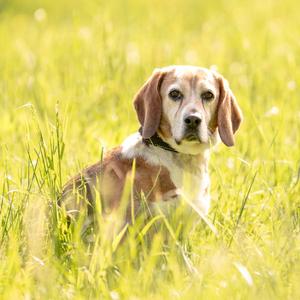 a dog sitting in the grass
