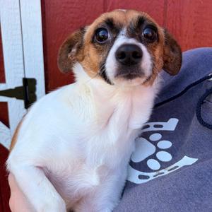 Donna (Bonded with Dorothy), Chihuahua, adult, available for adoption