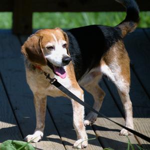 Detroit, Beagle, senior, available for adoption