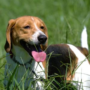 Henry, Hound, adult, available for adoption