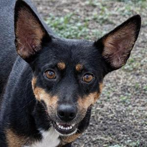 Abby, Mixed Breed, young, available for adoption