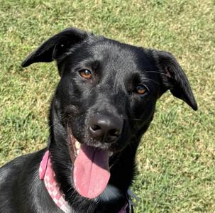 Lainey, Labrador Retriever, young, available for adoption