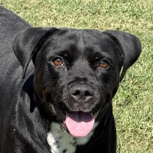 Luna, Mixed Breed, adult, available for adoption