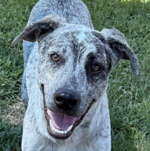 Sparky, Australian Cattle Dog / Blue Heeler, young, available for adoption