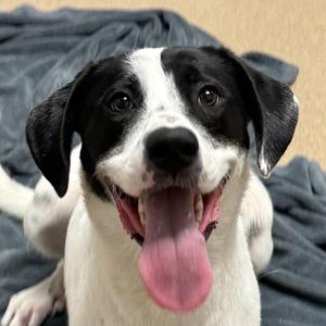 Nova, Great Pyrenees / Mixed Breed, puppy, available for adoption