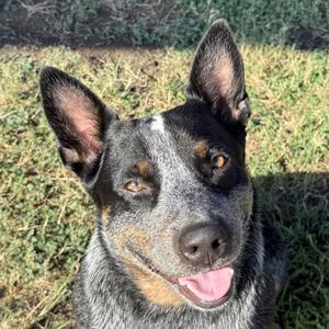 Rowdy, Australian Cattle Dog / Blue Heeler, adult, available for adoption
