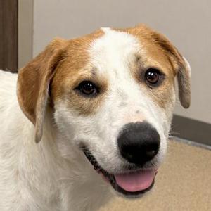 Lunar, Great Pyrenees / Mixed Breed, puppy, available for adoption