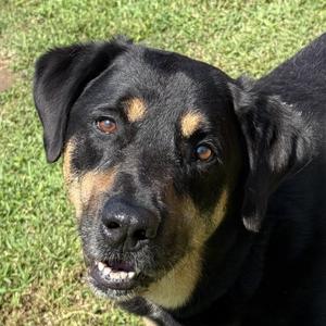 Boo, Rottweiler / Labrador Retriever, adult, available for adoption